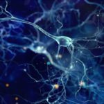 Amniotic Fluid and Stem Cell Therapy: Facts vs. Fiction
